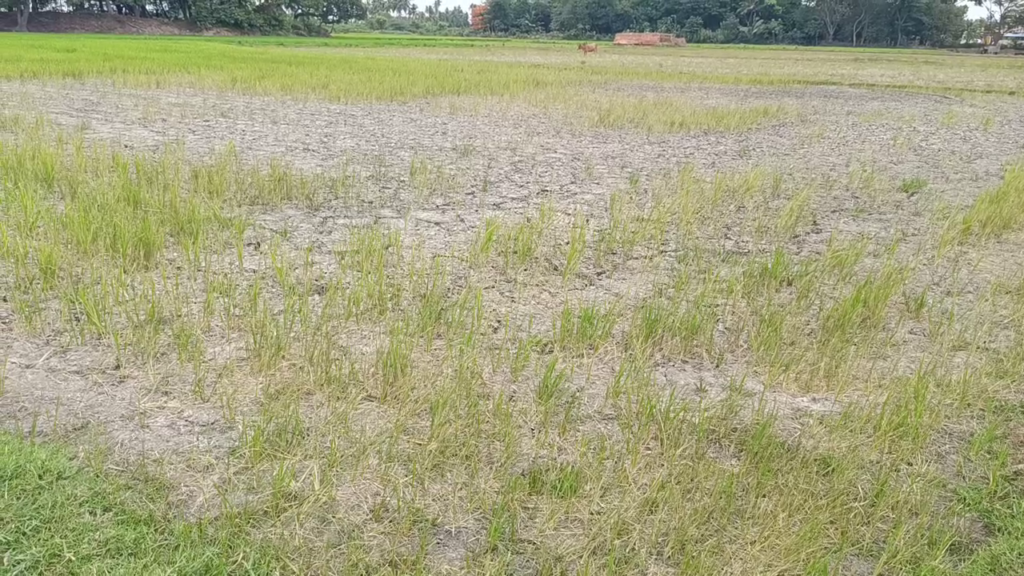வறட்சி, உரம் தட்டுப்பாட்டால் சாகுபடியைக் கைவிடும் காஞ்சிபுரம் விவசாயிகள்! vlcsnap 2026 07 20 07h19m24s701