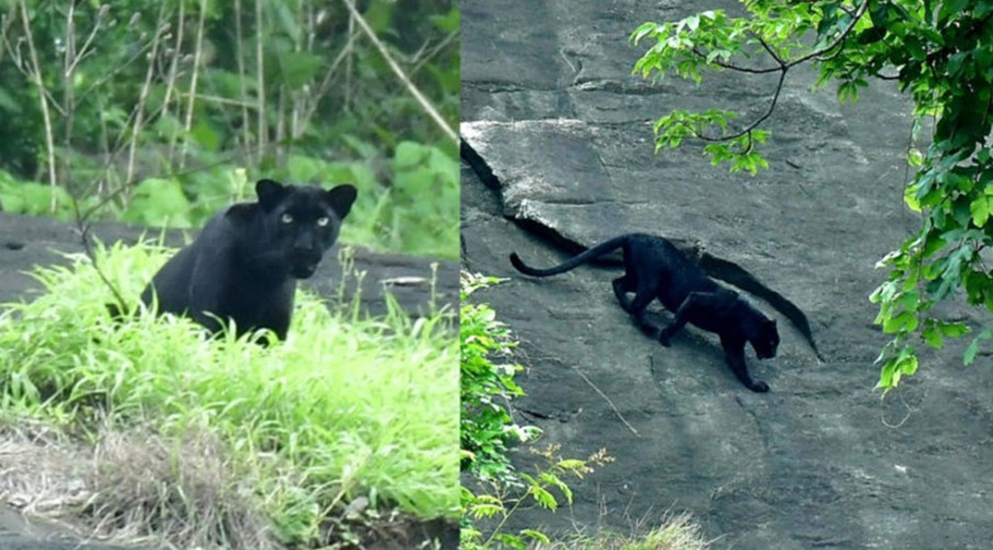 மருதமலை அருகே கருஞ்சிறுத்தை நடமாட்டம்: வைரல் வீடியோவால் பொதுமக்கள் அச்சம்! 3 1