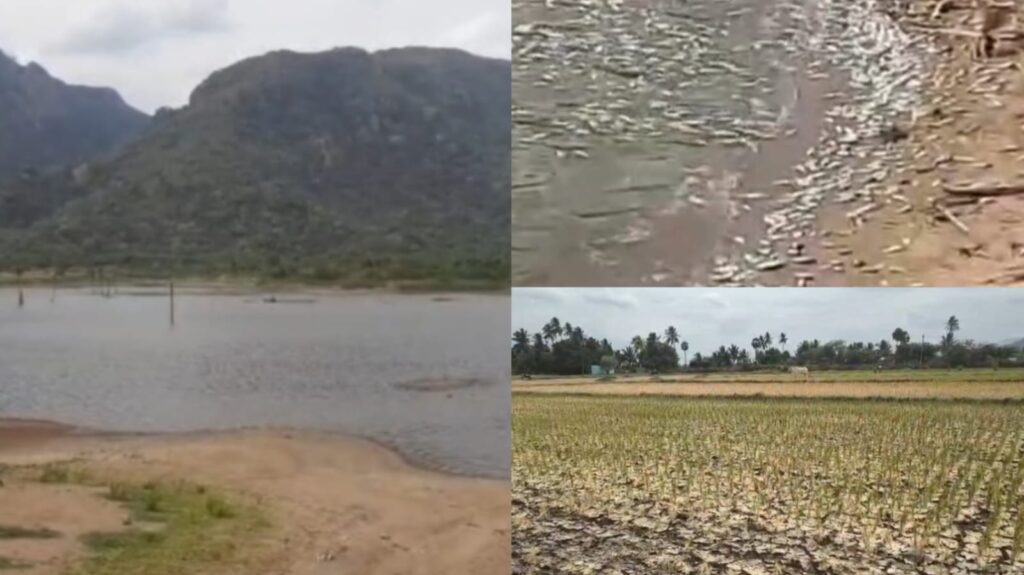 வறண்டு காணப்படும் மிருகண்டா அணை !. ஆக்சிஜன் பற்றாக்குறையால் செத்து மிதக்கும் மீன்கள்! விவசாயிகள் கவலை! Mirukanda Dam