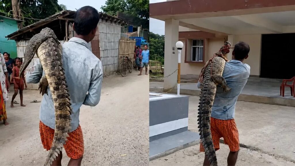 வயலில் சிக்கிய முதலை!. தோளில் சுமந்து சென்று போலீஸ் ஸ்டேஷனில் ஒப்படைத்த நபர்! வைரல் வீடியோ! bihar crocodile
