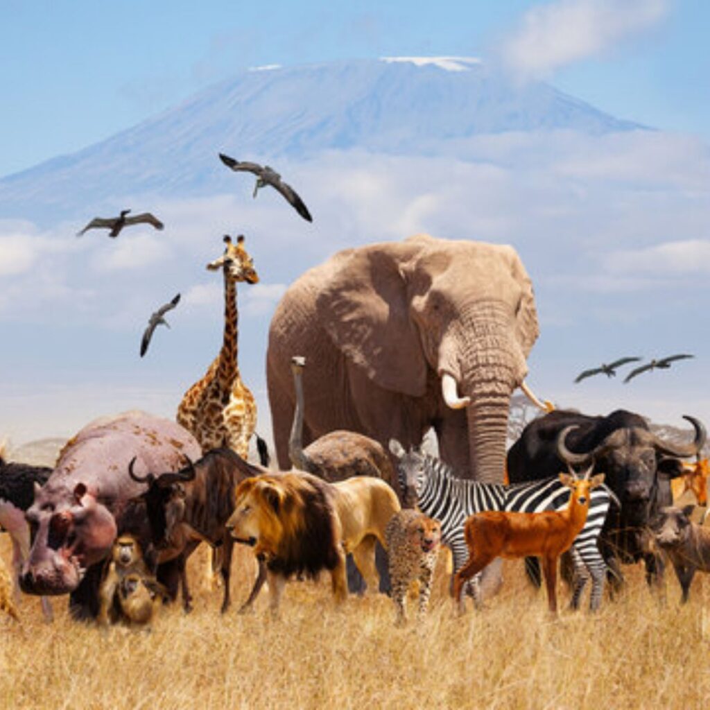 animals
