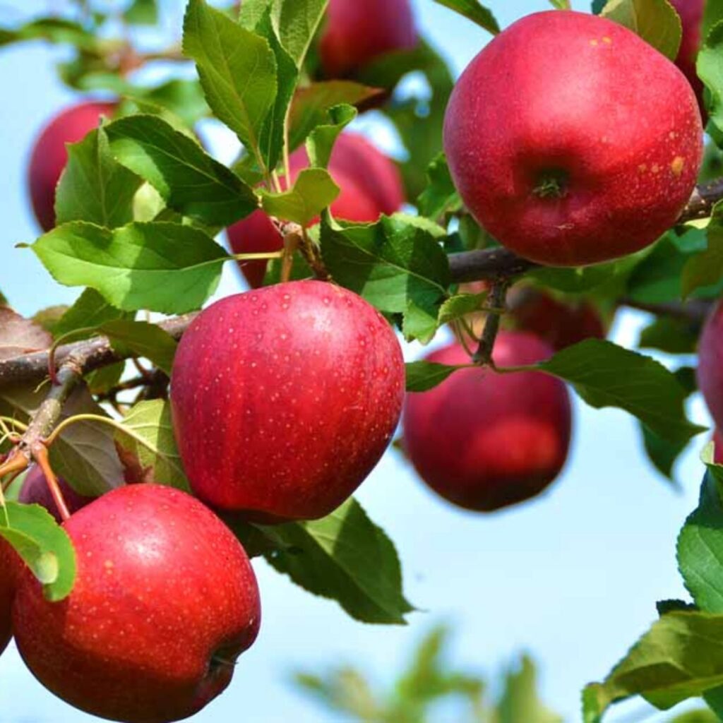 apple