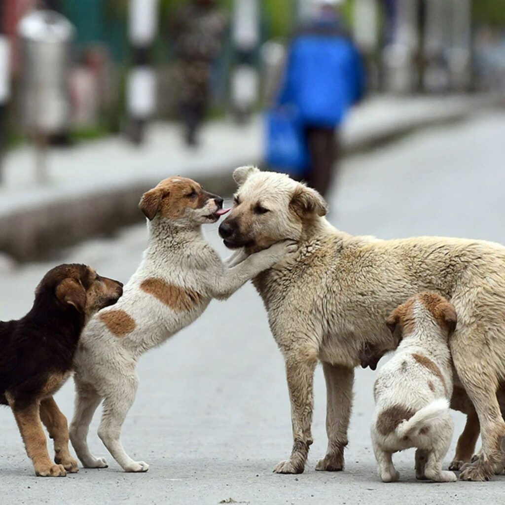 dog