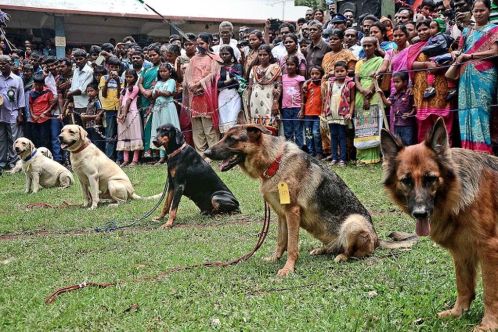 dog