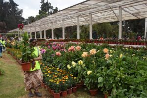 ooty