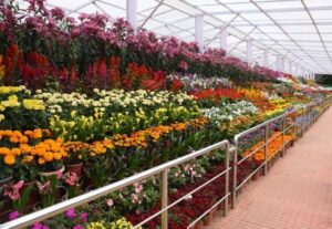 ooty1