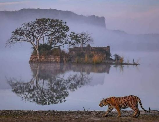 tiger