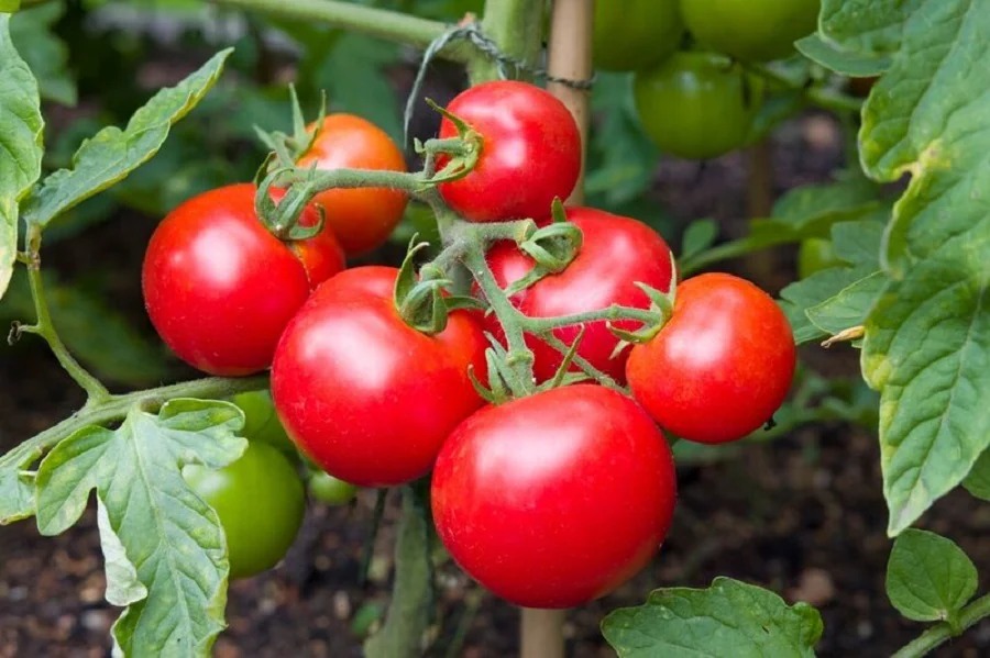 tomato