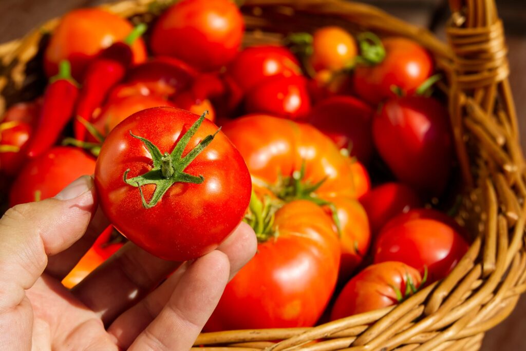 tomato1