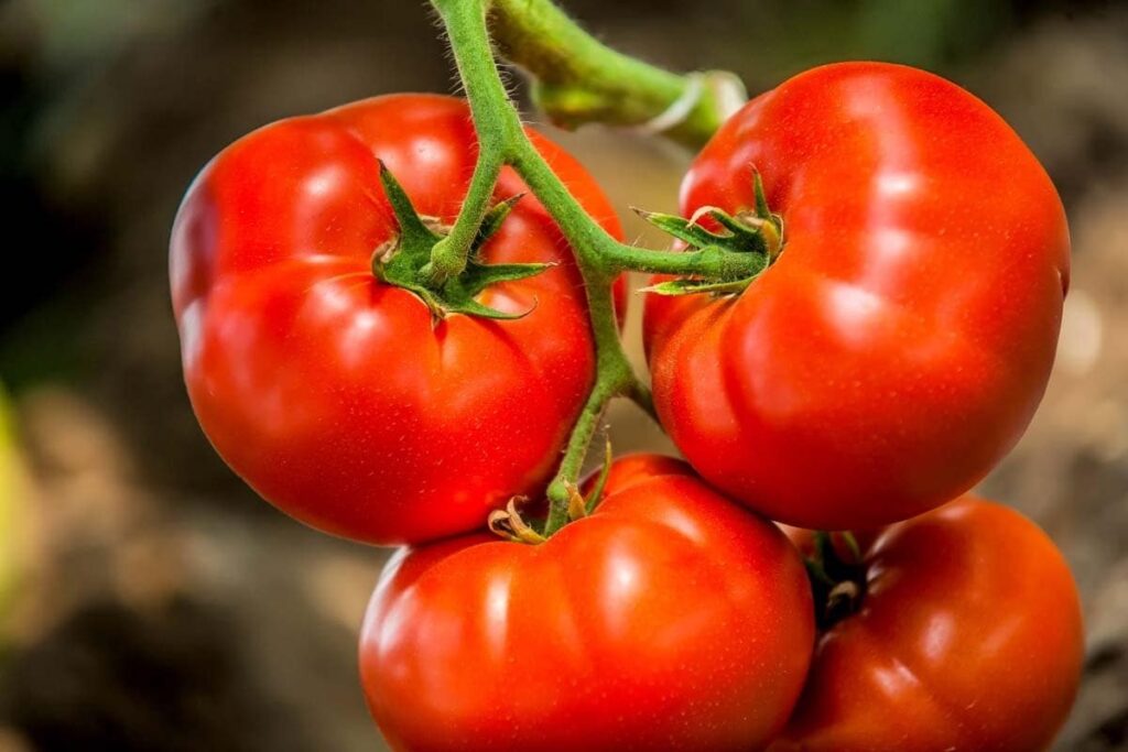 tomato7